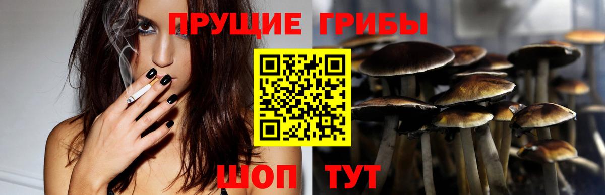 Псилоцибиновые грибы Cubensis Абакан